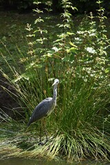 czapla nad stawem