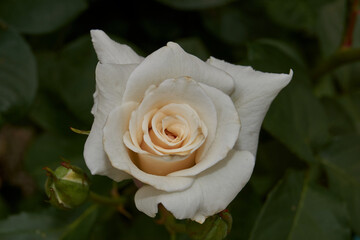 Summer. Roses blossomed in the garden of a country house.