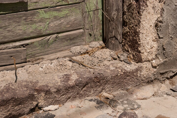 lizard creeps near an old ruined door and a stone wall