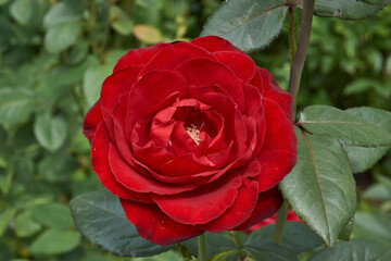 Summer. Roses blossomed in the garden of a country house.