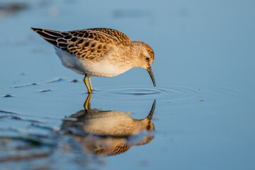 least sandpiper