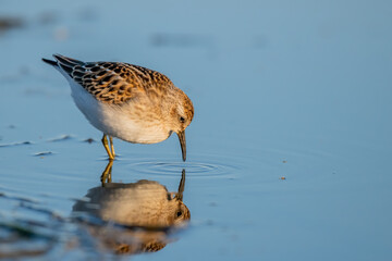 least sandpiper