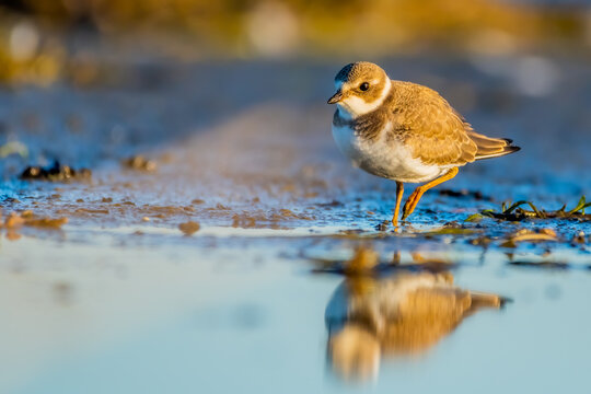 Semipalmated Plover