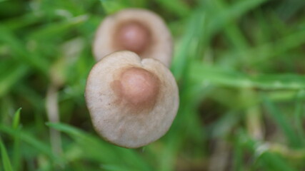 British mushrooms close up in the grass