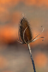 Autumn thistle on Sauvie Island in Oregon