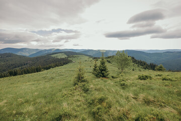 A herd of animals grazing on a lush green field