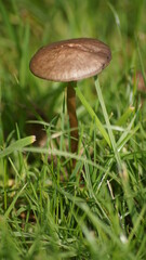 British mushrooms close up in the grass