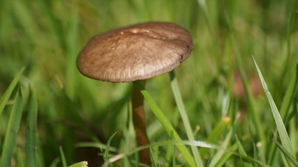 British mushrooms close up in the grass