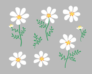 Vector set of chamomile flowers, isolated on gray background. Hand drawn illustration in cartoon style
