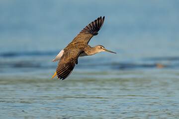 greater yellowlegs