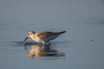 sanderling
