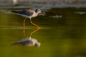 greater yellowlegs