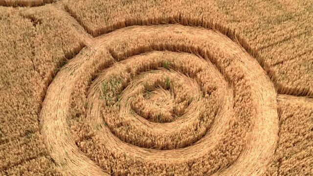 Fake UFO circles on grain crop yellow field, aerial view from drone. Round geometry shape symbols as alien signs, mystery concept