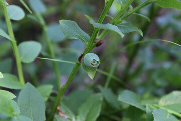 green blueberries in the forest