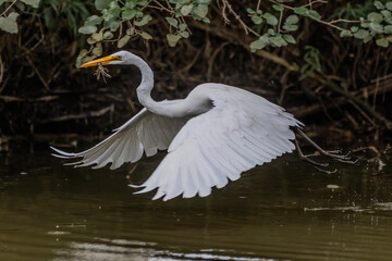 great egret