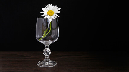 Chamomile flowers in a glass cup on a black background. Selective focus.