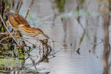 least bittern