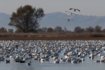 Array of snow geese overwinter at Sacramento National Wildlife Refuge