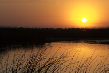 Auburn sunrise at Sacramento National Wildlife Refuge in California