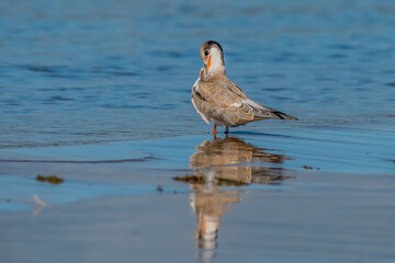 juvenile common tern