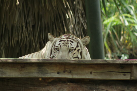Tigre blanco, El Salvador