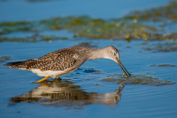 greater yellowlegs
