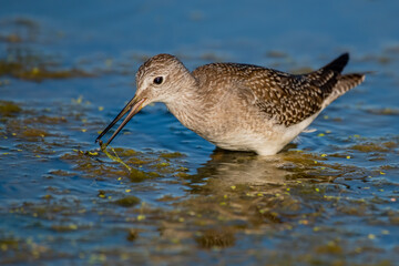 greater yellowlegs