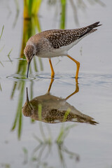 greater yellowlegs