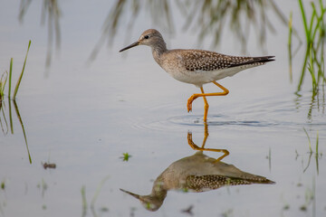 greater yellowlegs