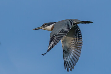 belted kingfisher