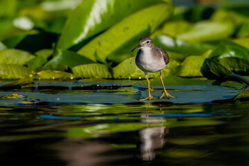 spotted sandpiper