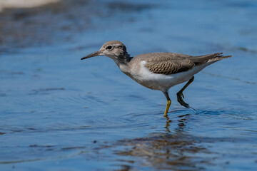 spotted sandpiper
