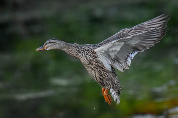 mallard