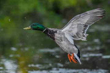 Obraz premium mallard