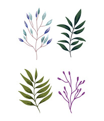 Fototapeta premium branches foliage vegetation greenery nature design