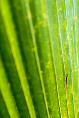 Fototapeta na wymiar Close up green grasshopper on green leafs in the garden
