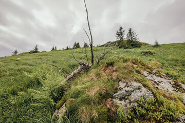 A herd of sheep standing on top of a grass covered hillside