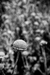 Jolie fleur jaune dans un champ - Arrière plan végétal fleuri