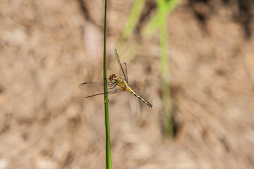 Libélula, em galho verde com asas abertas.