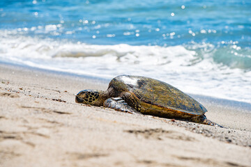 Green Sea Turtle on a beach in Hawaii
