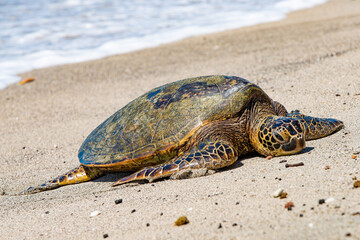 Green Sea Turtle on a beach in Hawaii

