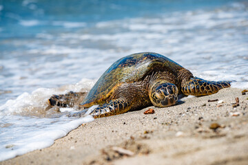 Green Sea Turtle on a beach in Hawaii
