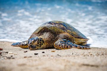 Green Sea Turtle on a beach in Hawaii
