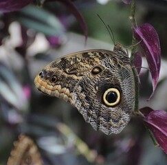 Fototapeta premium blue mopho winds