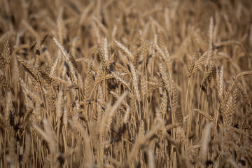 
large wheat spikelets