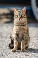 Naklejka na ściany i meble Cute striped tabby cat with third eyelid disease (Protrusion of Nictitating Membrane) sitting