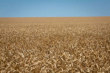 Wheat field