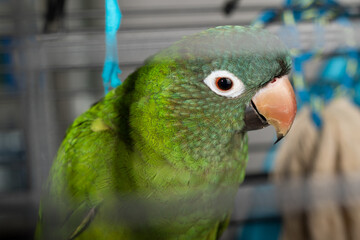 Blue-crowned parakeet in cage (conure) (Aratinga or Thectocercus or Psittacara acuticaudatus)