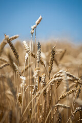 Obraz premium large wheat spikelets