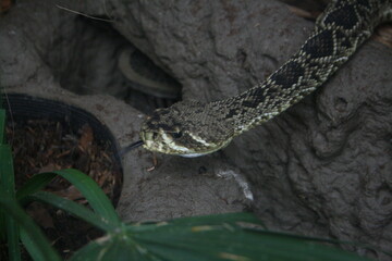 Snake in aquarium in North Carolina 2008